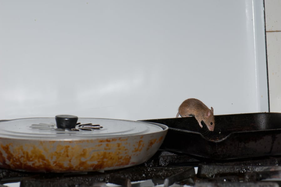 Mice On Blackstone Griddle