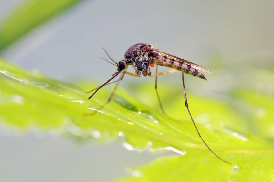 Mosquito On A Leaf