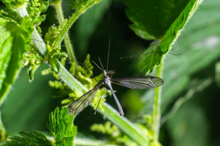 Mosquitoes Out Of Potted Plants