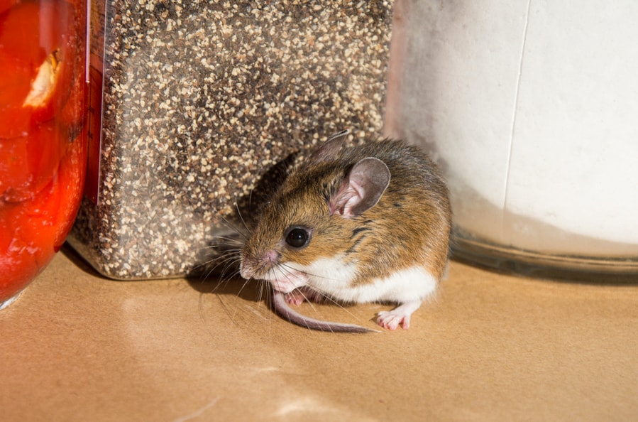 Mouse In Front Of Ground Pepper In A Kitchen Cabinet