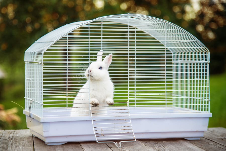 Mouse-Proof Hutch