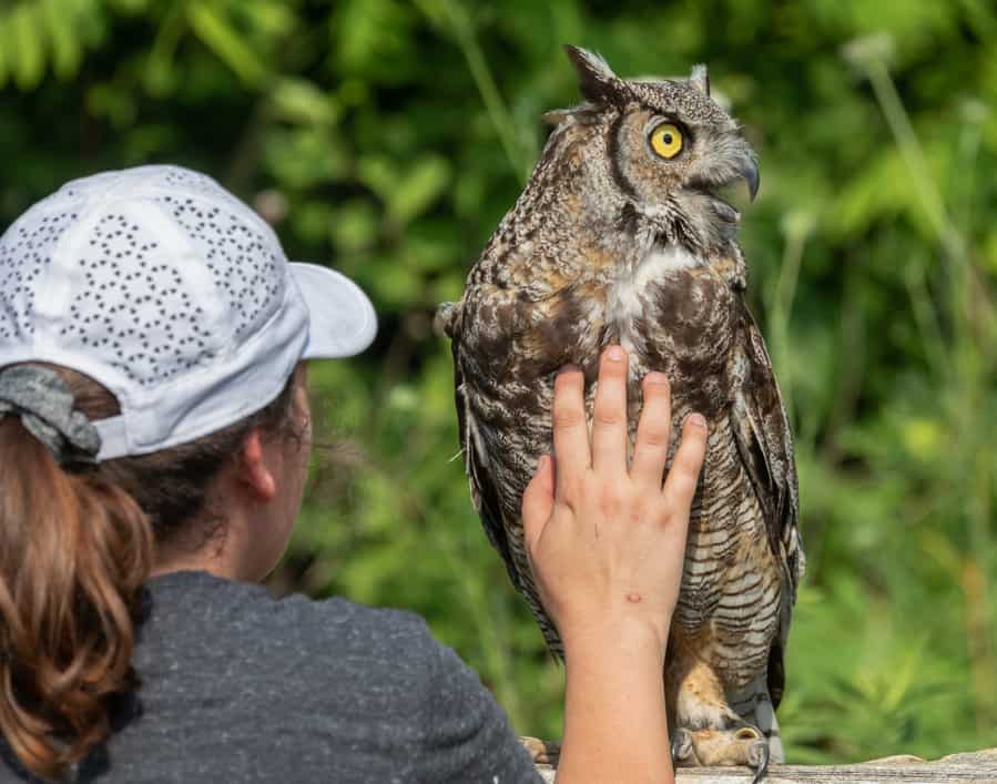 Natural Great-Horned Owl