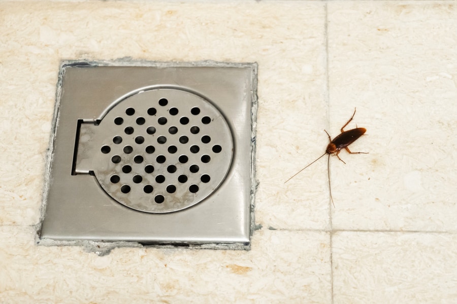 Natural Remedies To Get Rid Of Roaches In The Shower