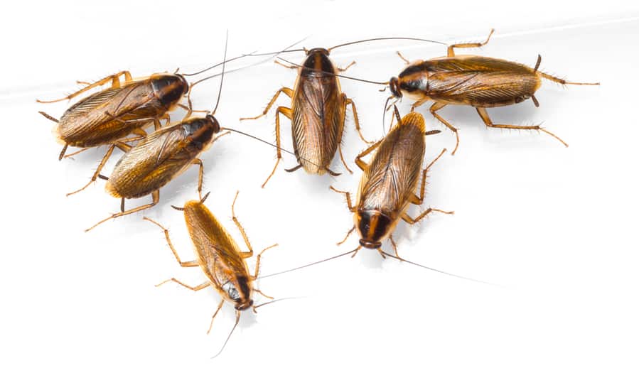 Natural Repellents That German Roaches Hate