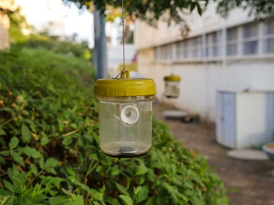 Natural Sugar Fly Traps