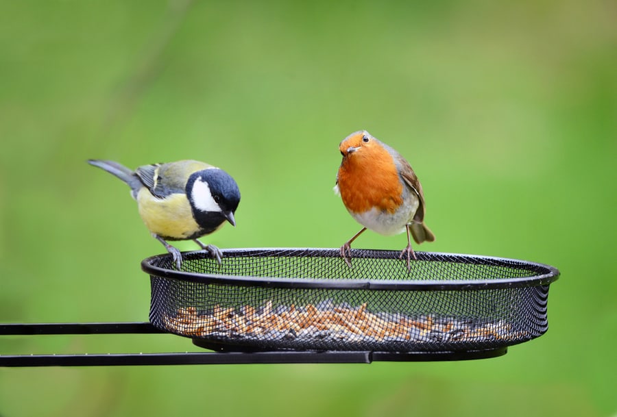 Only Keep Seeds In The Feeder