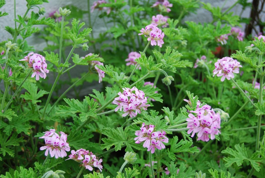 Outdoor Citronella Plant With Floral