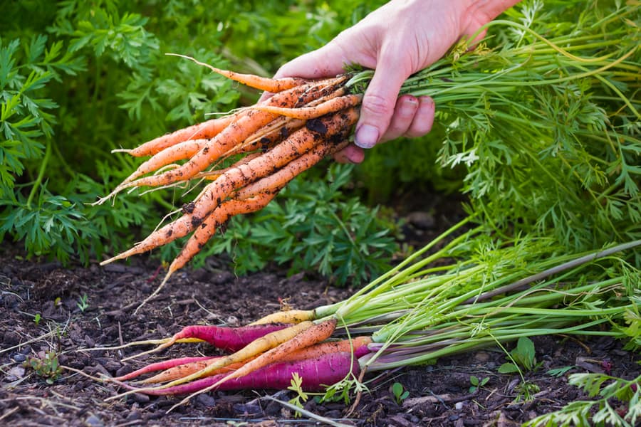 Outdoor Food Sources