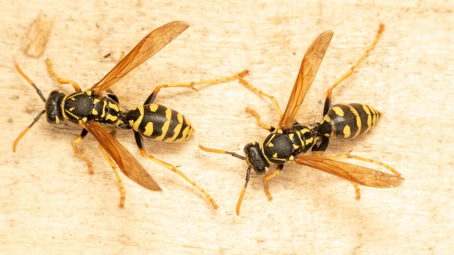 Paper Wasp