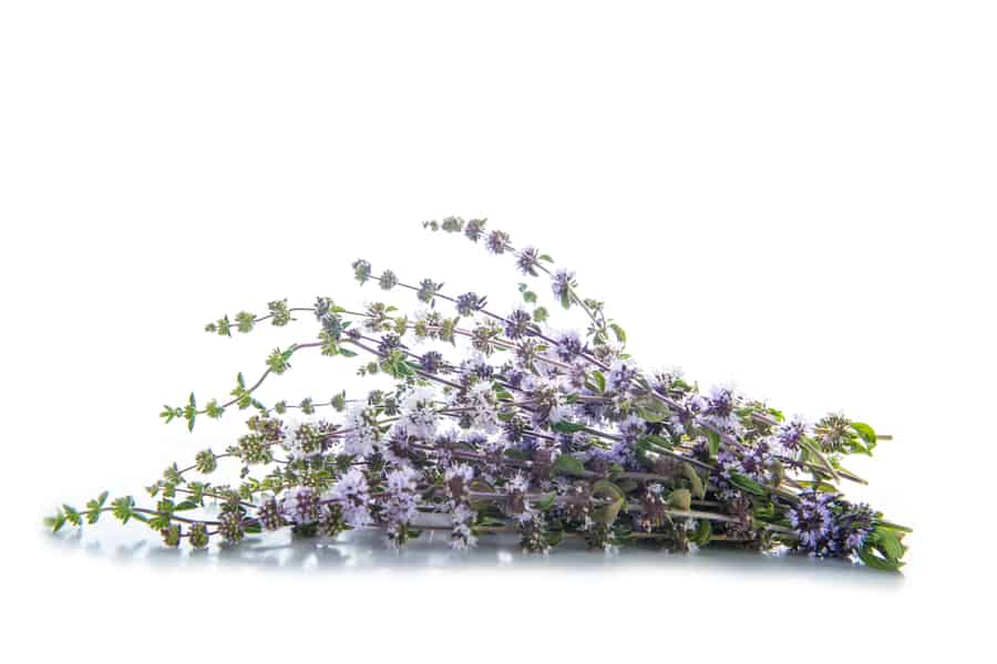 Pennyroyal Or Mentha Pulegium Herbs Isolated On A White Background