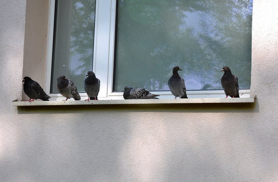 Pigeons Sit On Windowsill