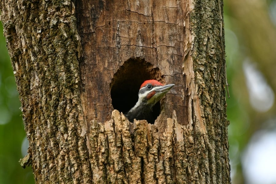 Pileated Woodpecker Chick Looking Our From Its Nest In A Hollow Of A Dead Ash Tree