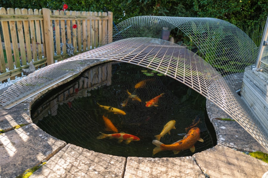 Place A Heavy Guage Mesh Over Your Pond