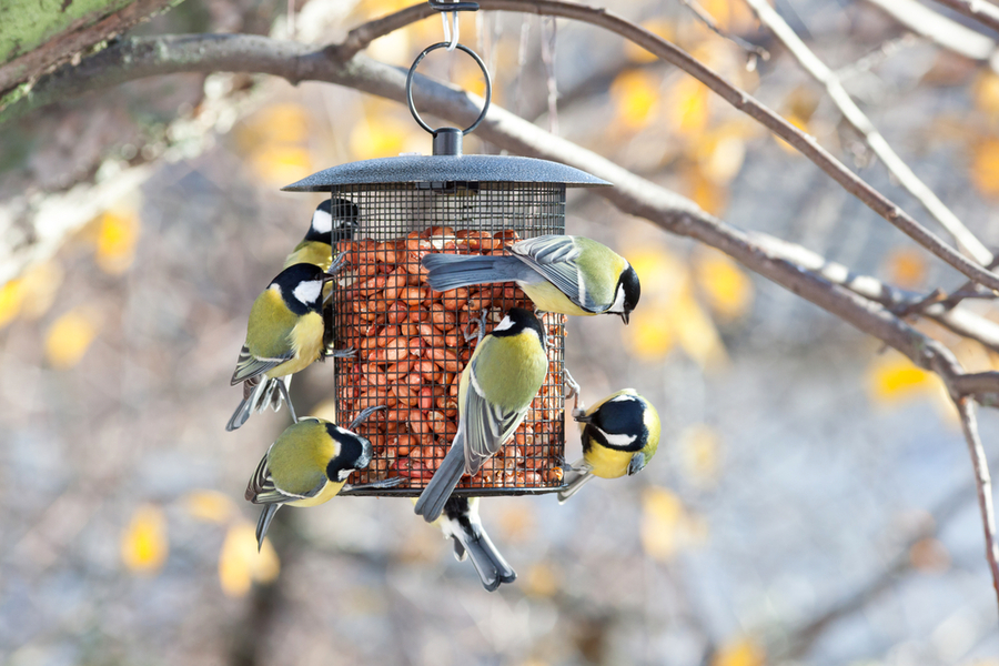 Place The Feeders Strategically