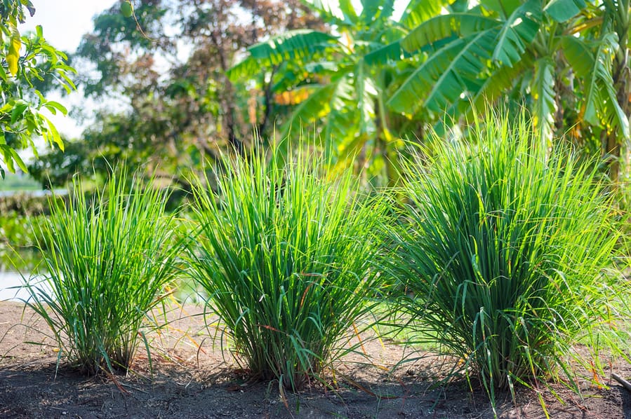 Plant Lemongrass Around Your Pond