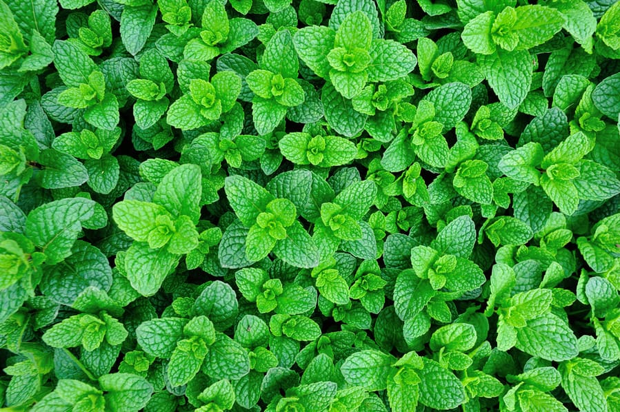 Plant Mint