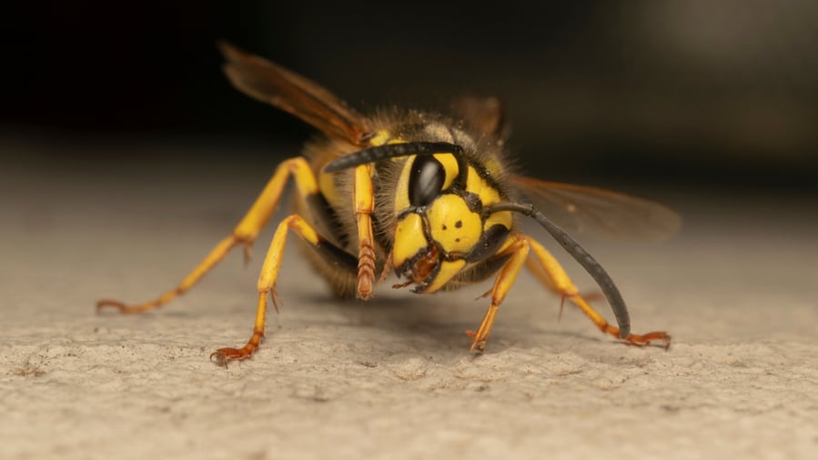 Plasterboard Wasp