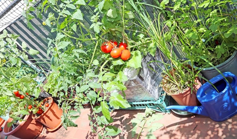 Plastic Box In Terrace With Tomato Plant