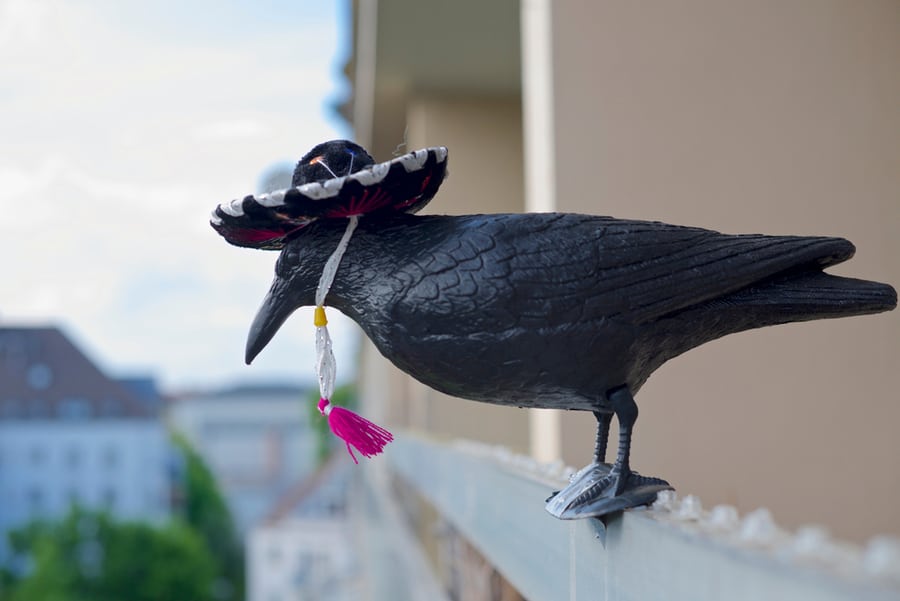 Plastic Crow Meant Keep Pigeons