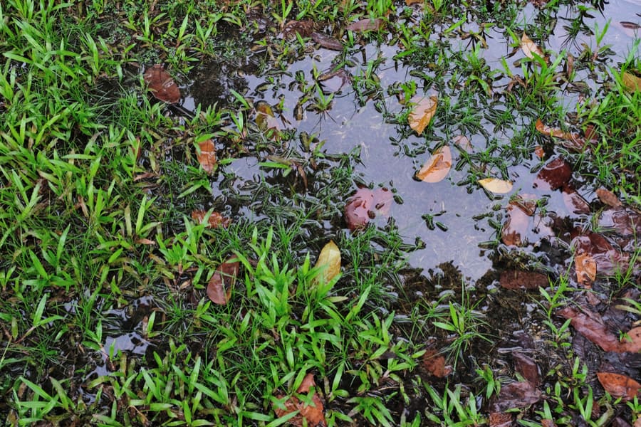 Pools Stagnant Water