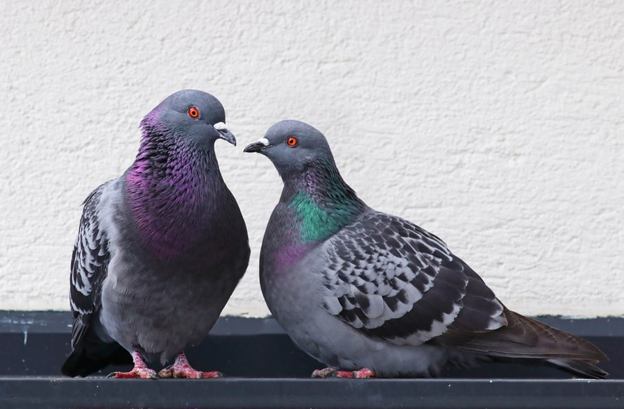 Predators Pigeons Are Most Scared Of