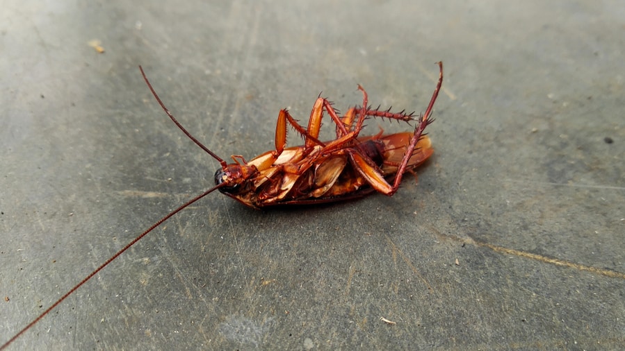 Presence Of Dead Roaches On The Floor