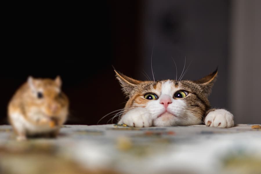 Pretty Ginger Cat Playing With Little Gerbil Mouse