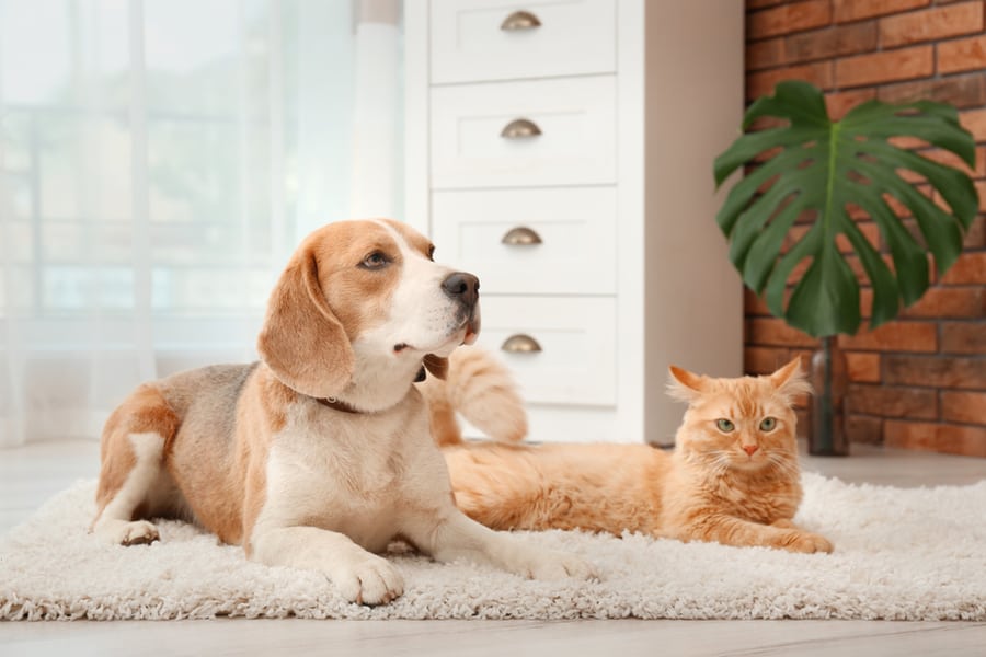 Protect Your Pets From Fleas