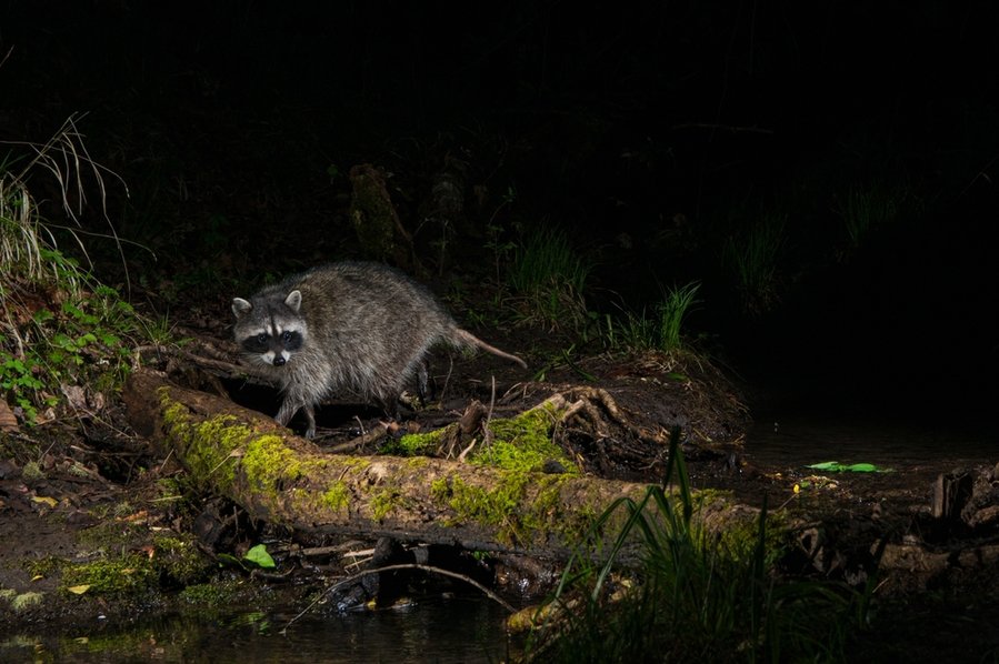 Raccon Procyon Lotor Night Western