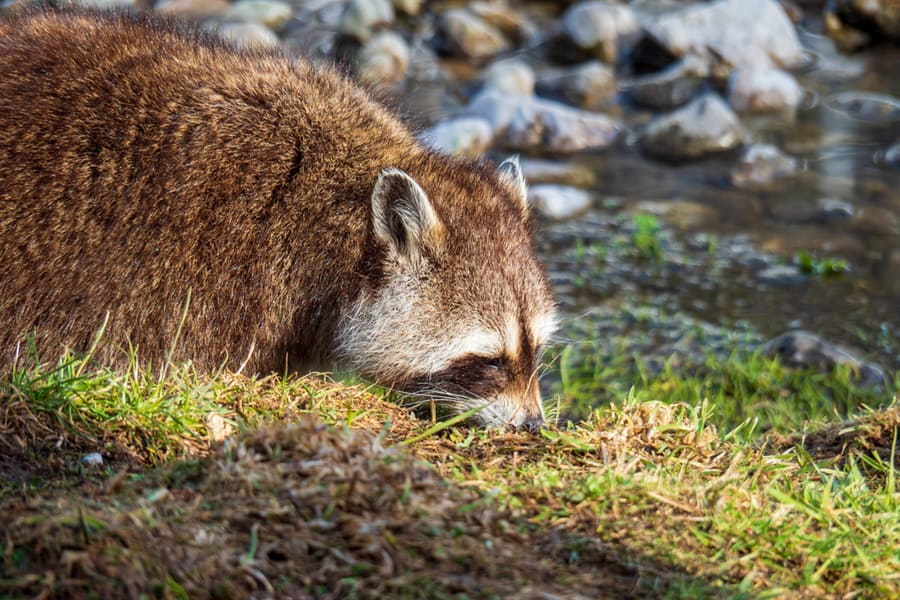 Raccoon Beautiful Facial Mask Walking