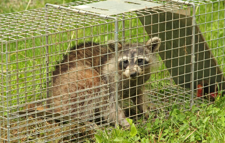 Raccoon In An Animal Trap