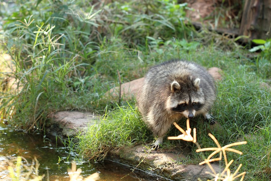 Raccoon Marking Territory