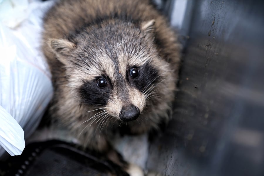 Raccoons Out Of Dumpster
