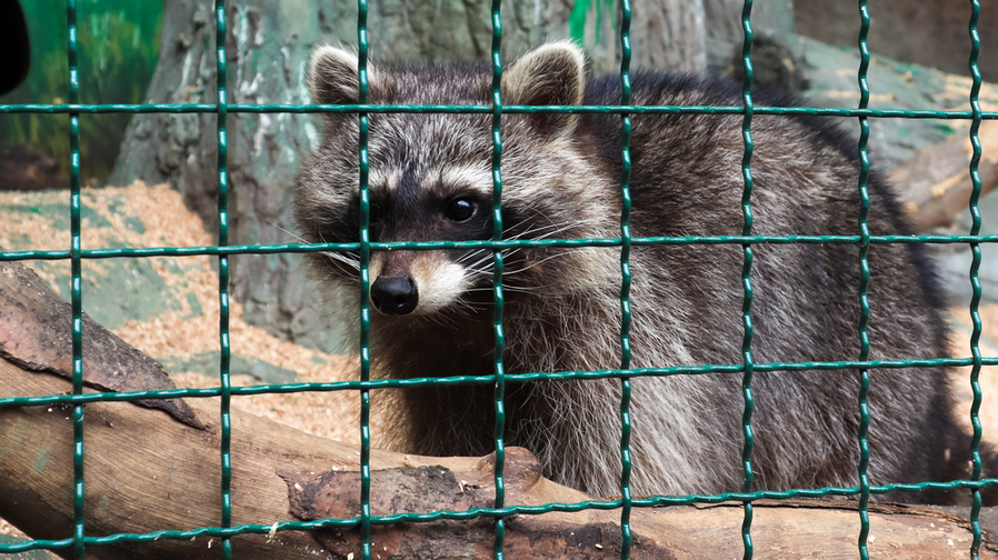 Racoon Cage Zoo Scanning Grill