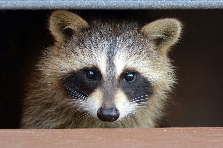 Racoons Under Deck