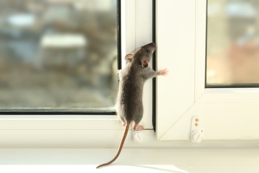 Rat Climbing Up The Window To Enter