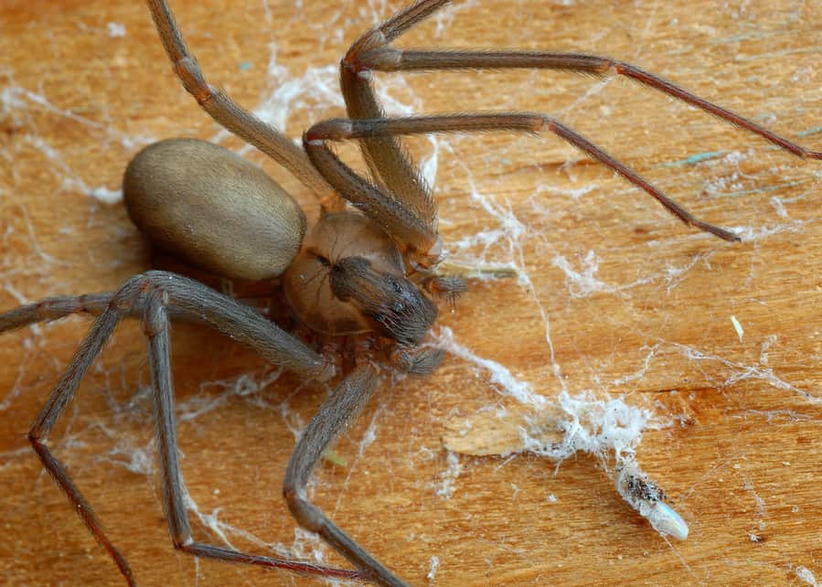 Recluse Spider