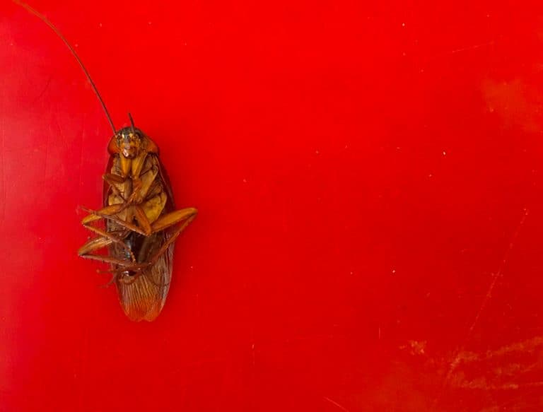 What Colors Do Roaches Hate? BeatPests
