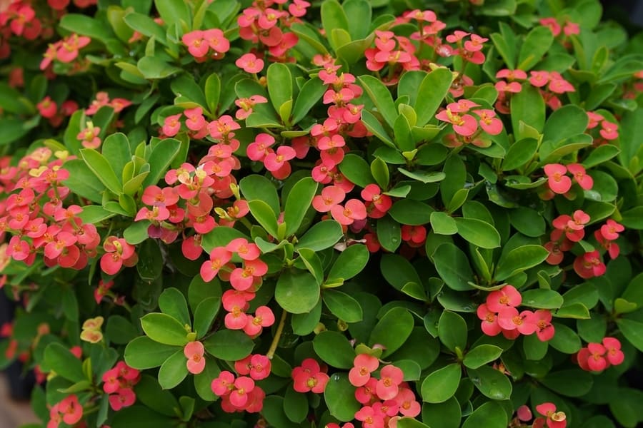 Red Crown Of Thorns Plant With Many Green Leaves.