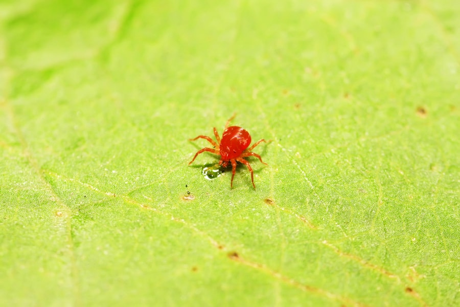 Red Mite On Plant Wild
