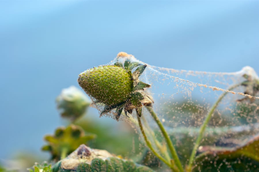 Red Spider Mite On Strawberry