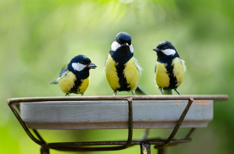 Remember To Regularly Clean Your Bird Feeders