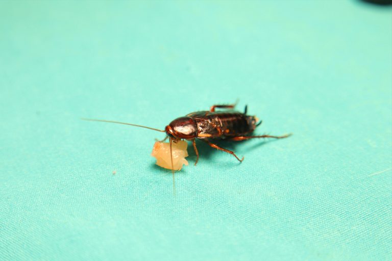 What Colors Do Roaches Hate? BeatPests