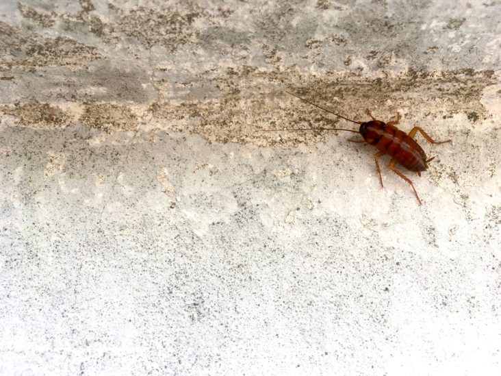 How To Know if Roaches Are in Walls BeatPests