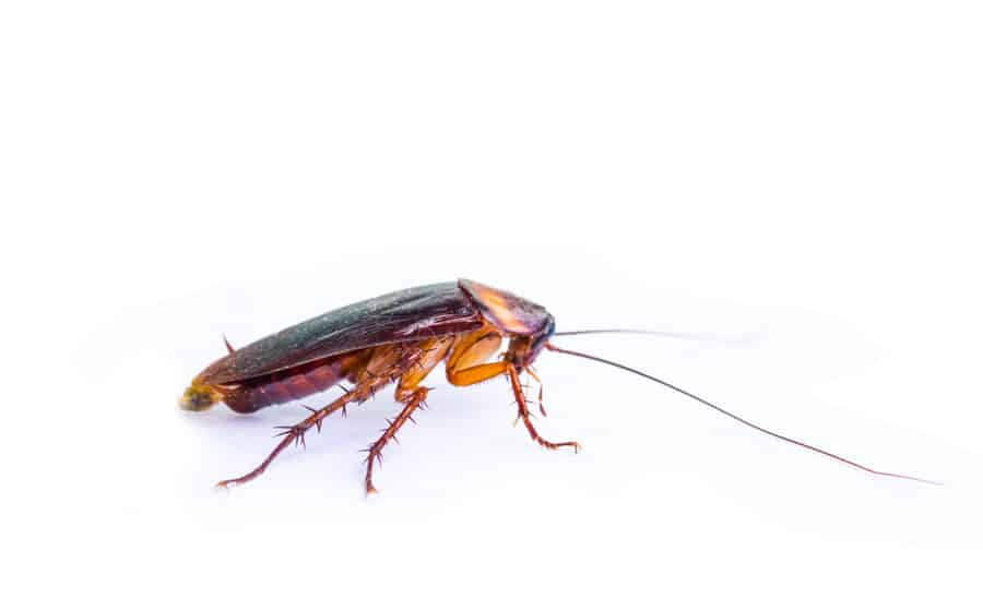 Roaches