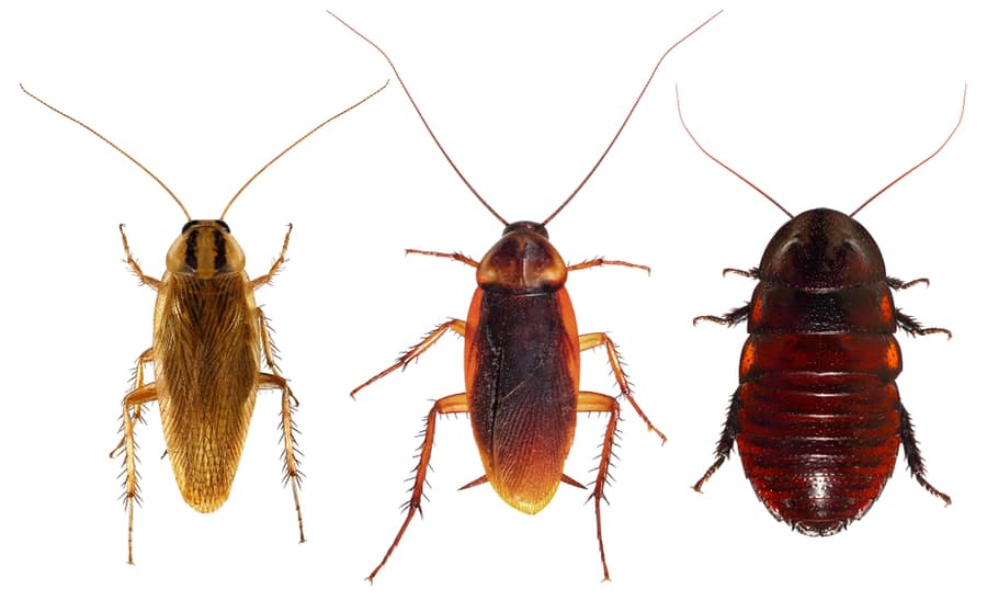 Roaches And Their Common Types