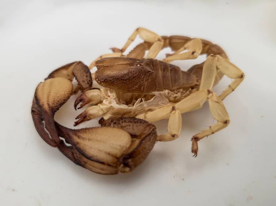 Scorpion Droppings And Shedded Skin