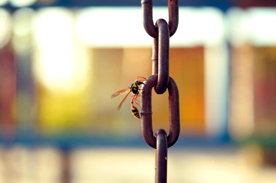 Selective Focus Photo Of A Wasp Perched On A Rusty Chain, Probably Wanting To Build A Nest.