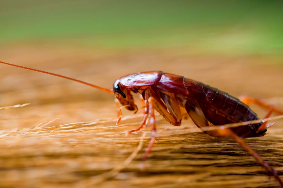 Selective Focus To Cockroach On Brown Broom With Garden Green Background.