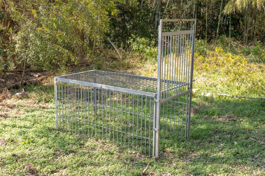 Set Up Wild Boar Traps